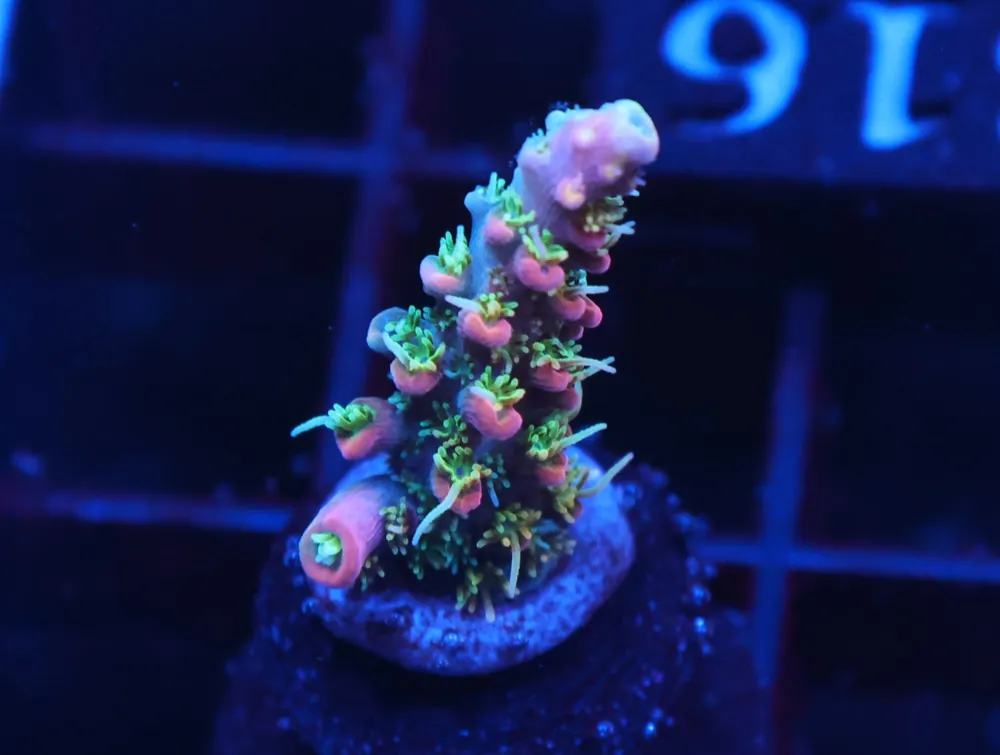 C316 – SDC VOODOO MAJICK ACRO - Saltwater