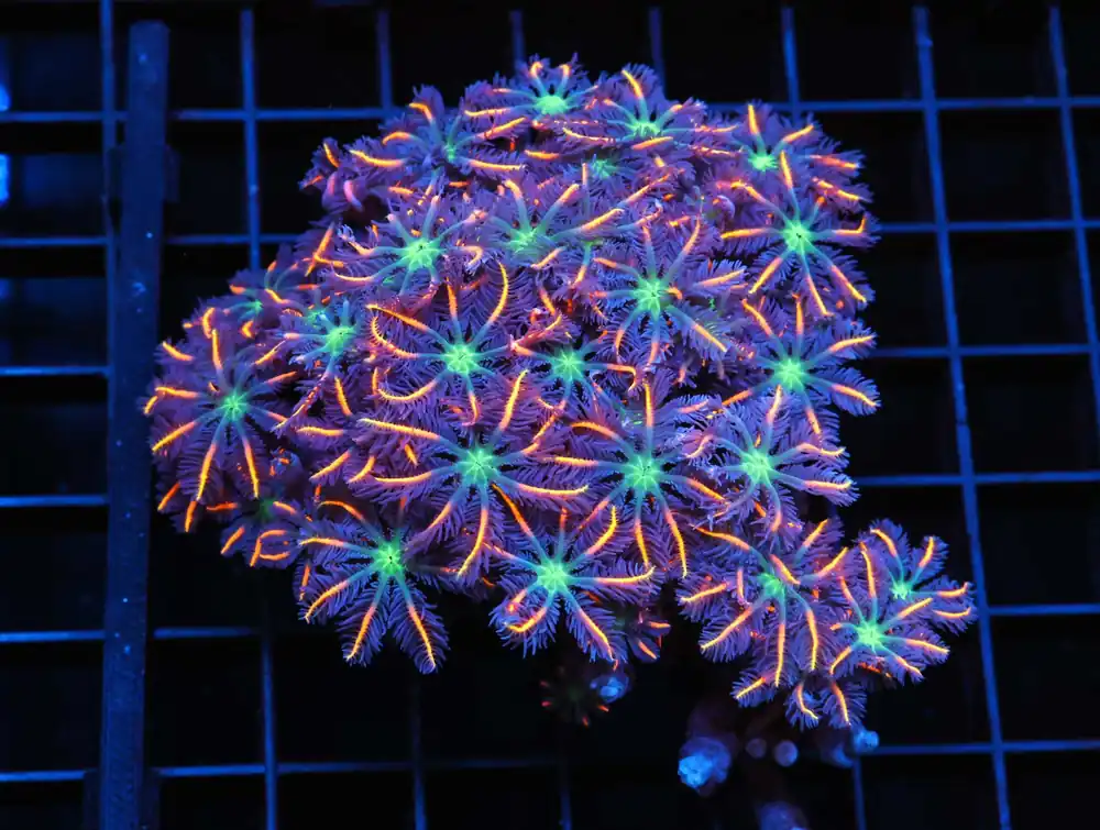J127 – MALAYSIA TORCH COTTON CANDY 2 HEAD - Saltwater