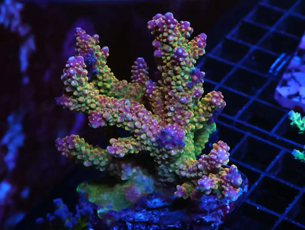 E132 – 3PK INDO ACRO PREMIUM MILLE CULTURED - Saltwater