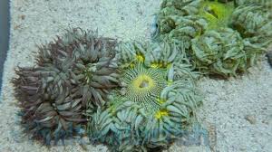 Flower Anemone; Color; Florida – Epicystis crucifer - Invertebrates