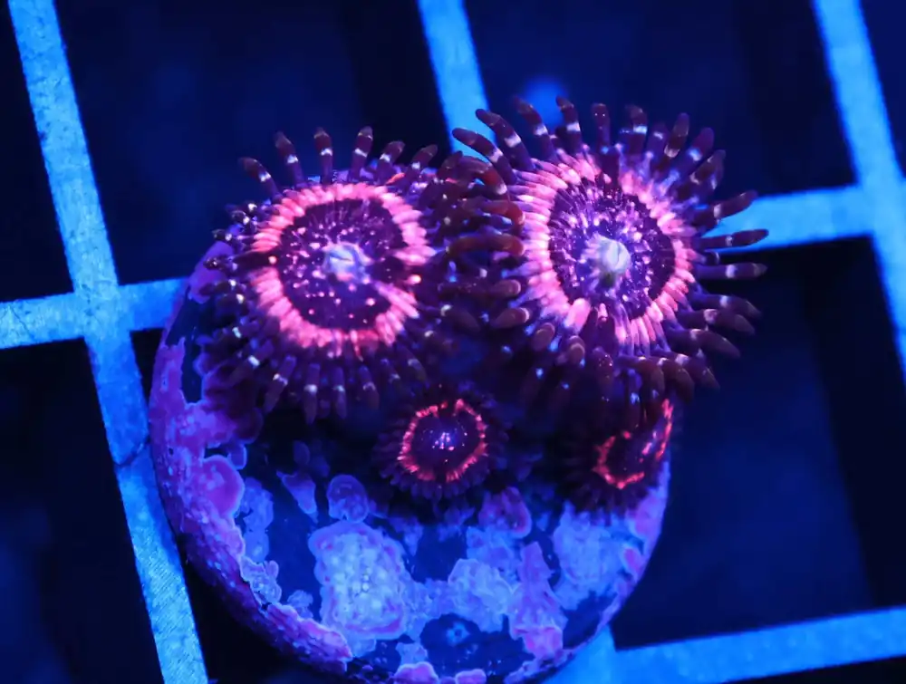 C15 – WWC CAMPFIRE ZOA - Saltwater
