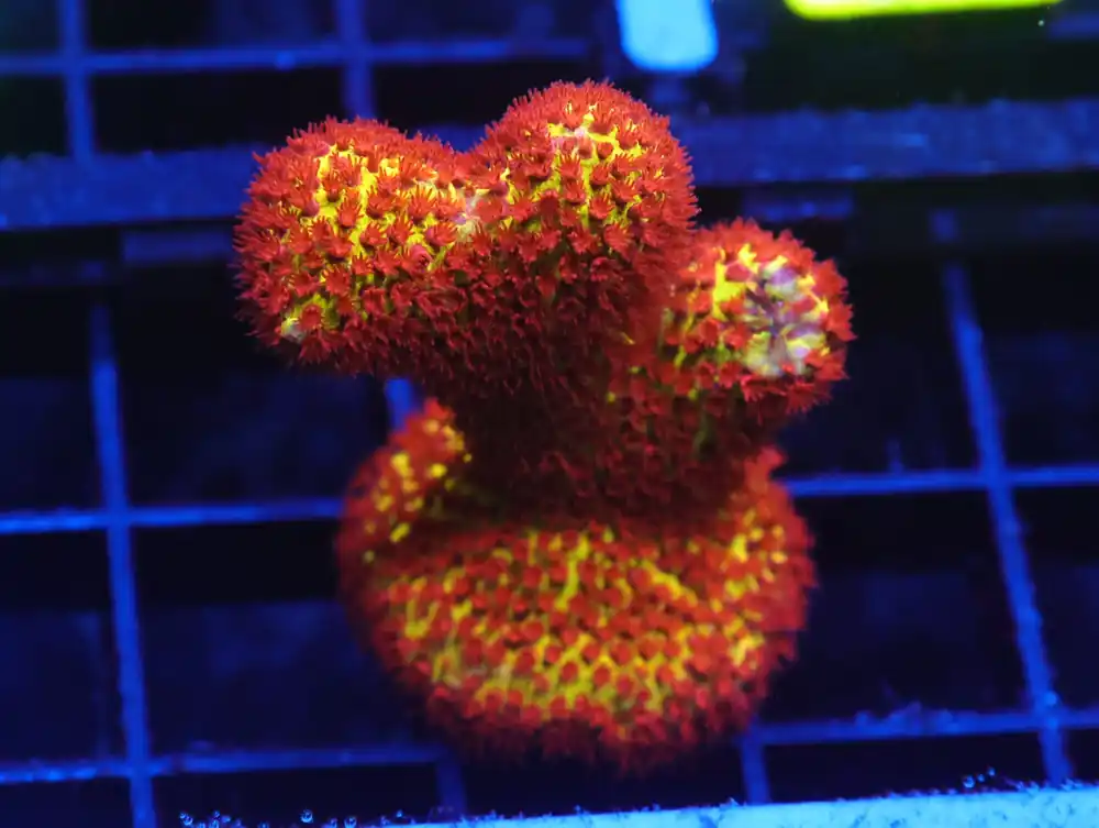 C38 – SDC BURNING BANANA STYLO ON ANTLER - Saltwater
