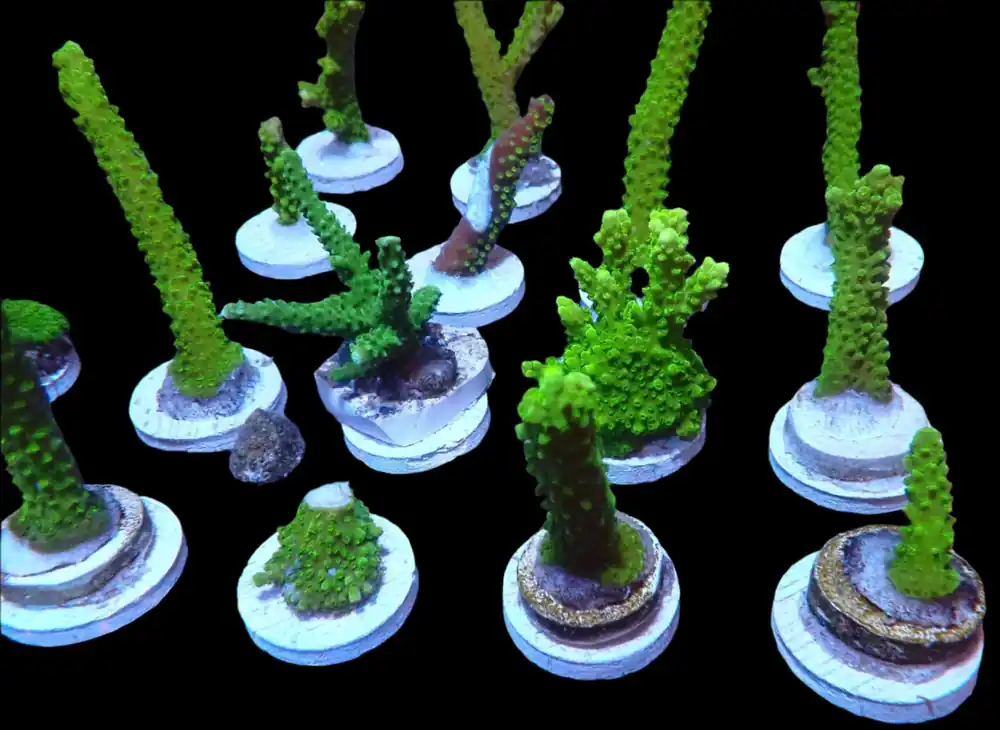 Bali Green Slimer Acropora; Cultured - Acropora yongei