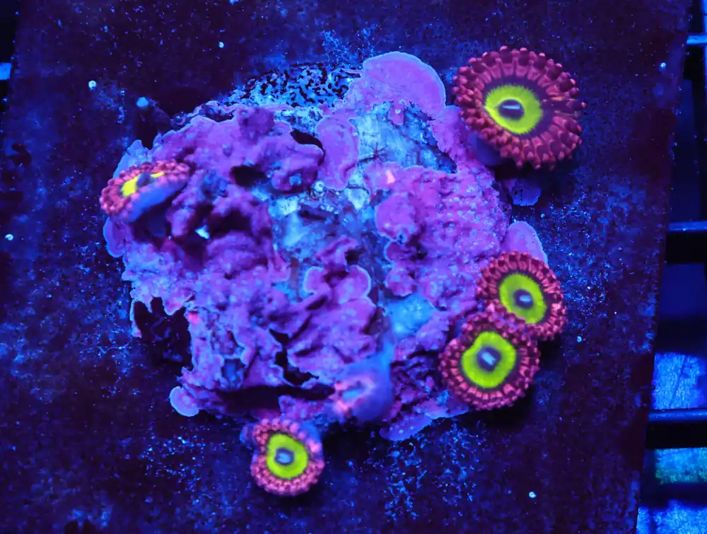 C82 – SDC PINK HIPPOS ZOA - Saltwater