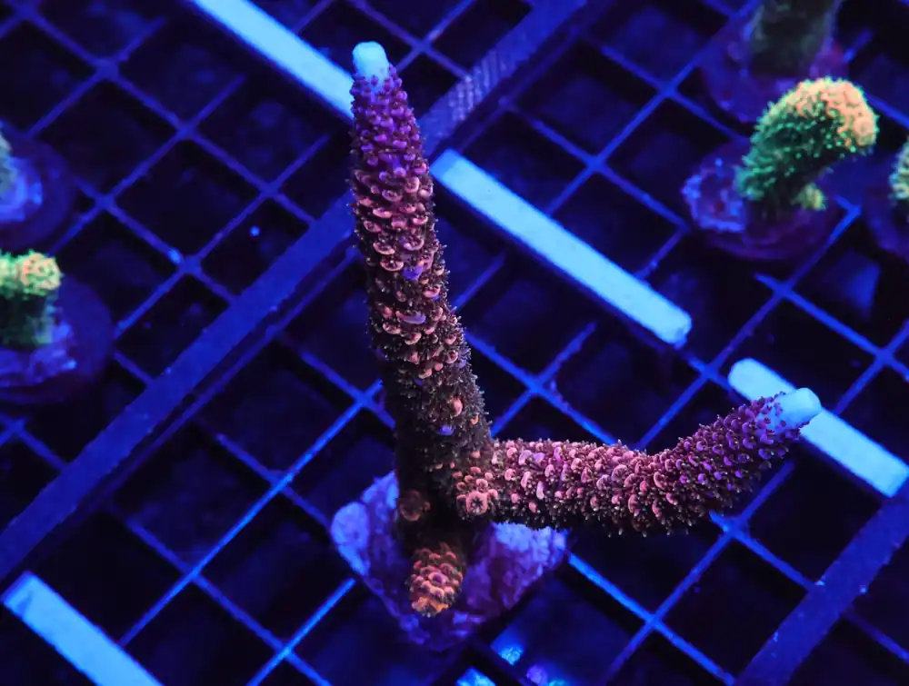 E155 – INDO ACRO RAINBOW STAGHORN CULTURED - Saltwater