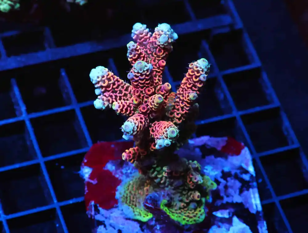 E115 – INDO ACRO PREMIUM MILLE CULTURED - Saltwater