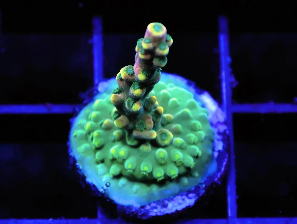 C258 – SDC MIC DROP ACRO - Saltwater