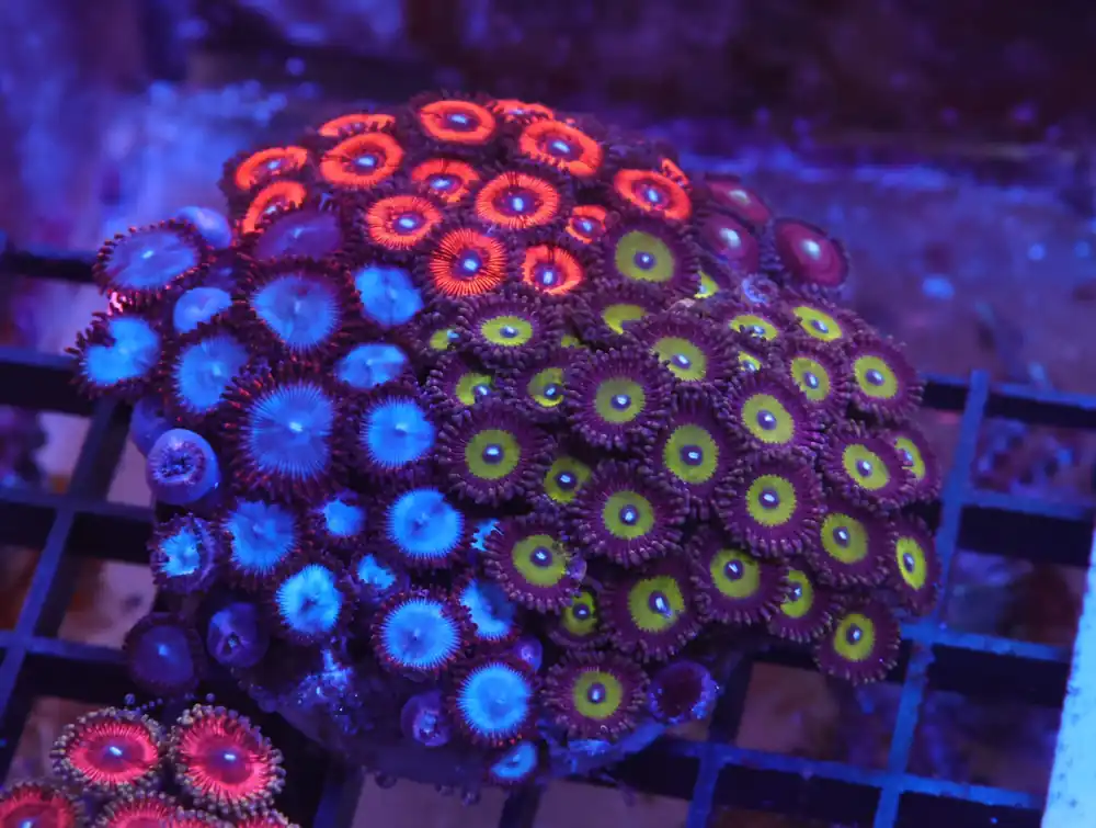 X101 – INDO ULTRA COMBO ZOA CULTURED - Saltwater