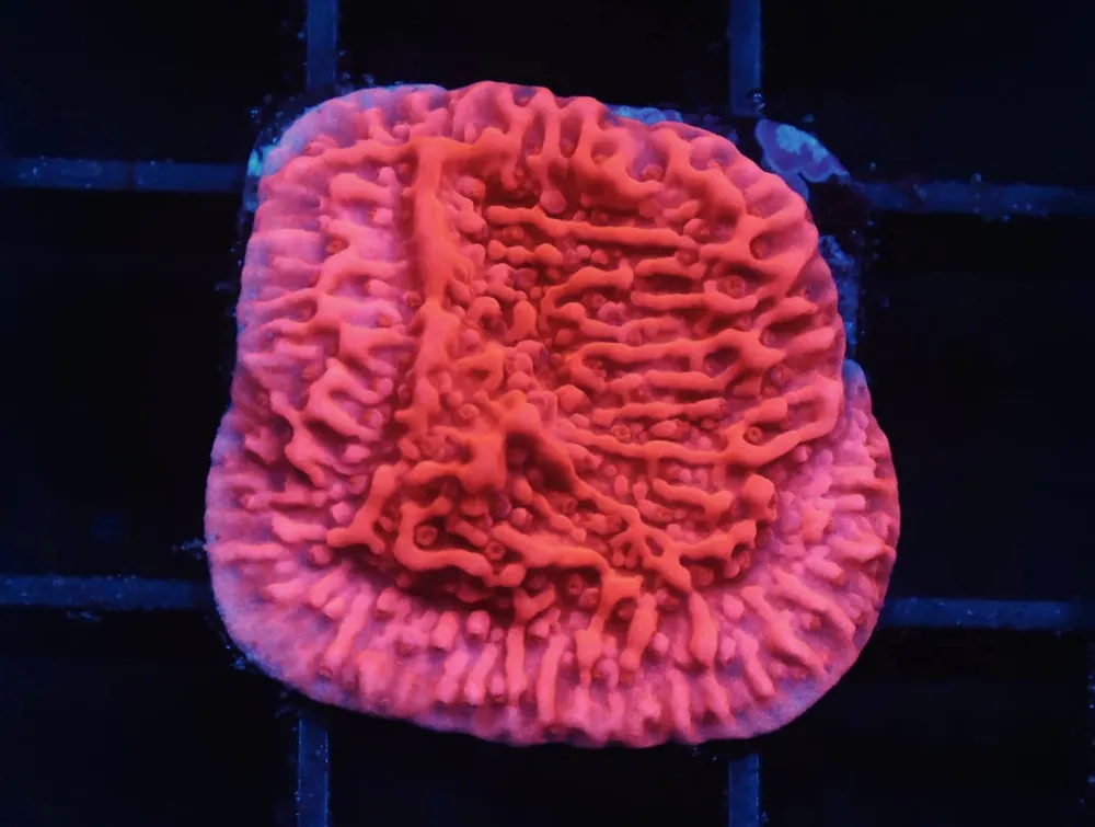 SDC Hot Tamale Montipora; Cultured – Montipora sp - Corals