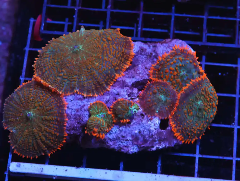H21 – AUSSIE ALIEN GOO ACANTHOPHYLLIA - Saltwater