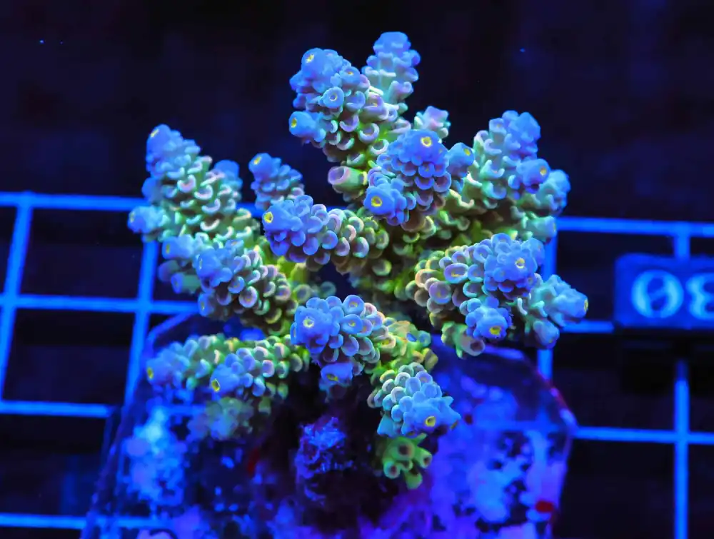 E30 – INDO ACRO PREMIUM CULTURED - Saltwater