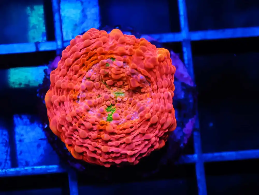 C238 – SDC ACROPORA ASST. TENUIS - Saltwater