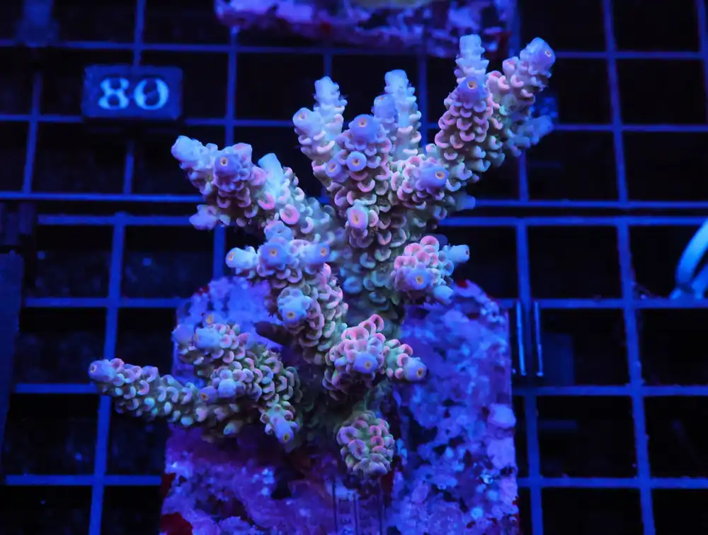 E75 – INDO ACRO PREMIUM TENUIS CULTURED - Saltwater