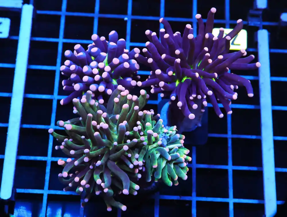 J78 – MALAYSIA TORCH COTTON CANDY 3 HEAD - Saltwater