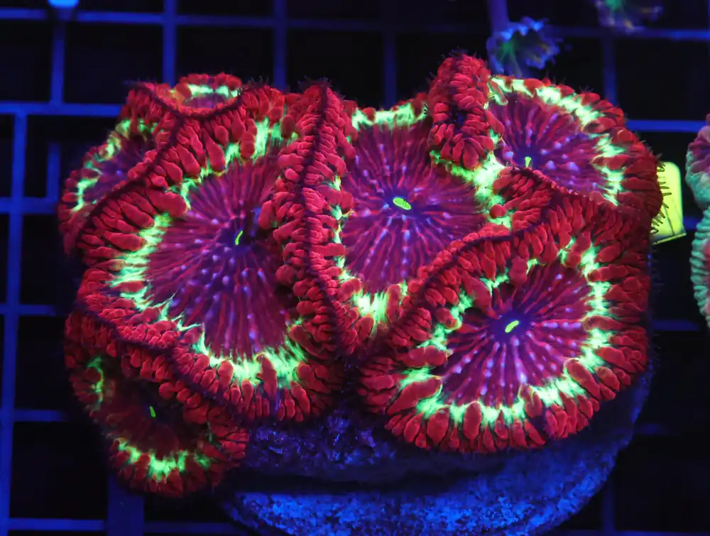 B119 – INDO FIRE PIT BLASTO - Furnace B : Amazing variety of awesome corals every week!