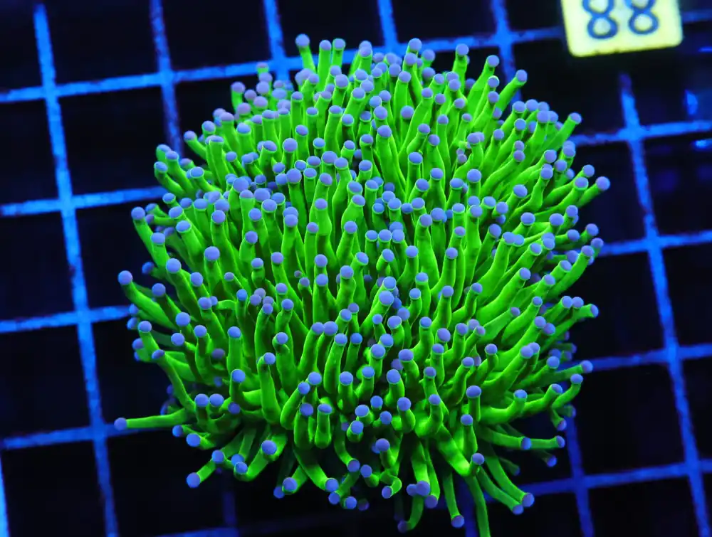 J88 – INDO TORCH GREEN VARIANT 3 HEAD - Saltwater