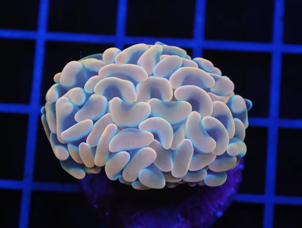 D15 – INDO TORCH GREEN VARIANT 2 HEAD - Saltwater