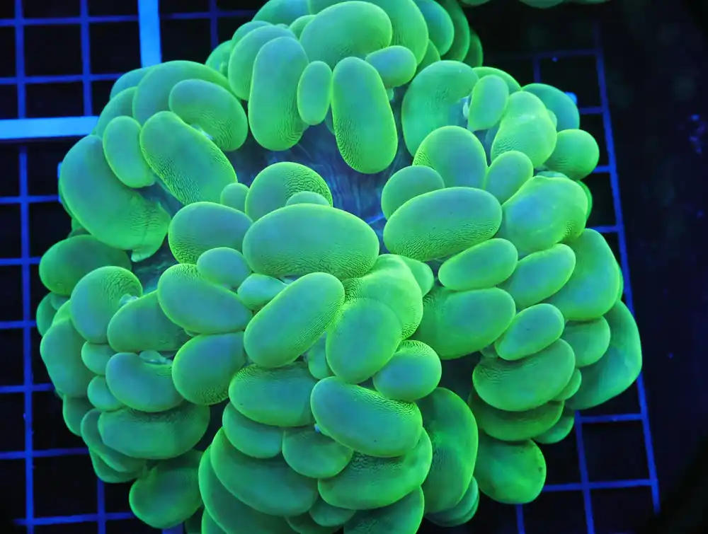 B76 -INDO RADIOACTIVE BUBBLE CORAL LG