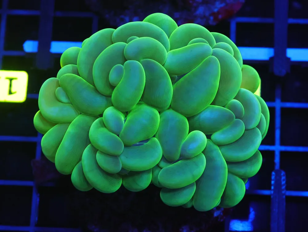 B133 – INDO RADIOACTIVE BUBBLE CORAL - Furnace B : Amazing variety of awesome corals every week!