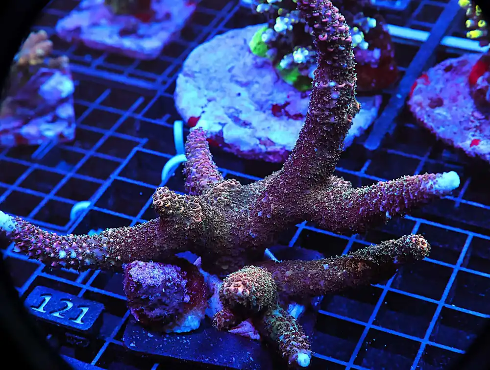 E121 – INDO ACRO RAINBOW MILLE CULTURED - Saltwater