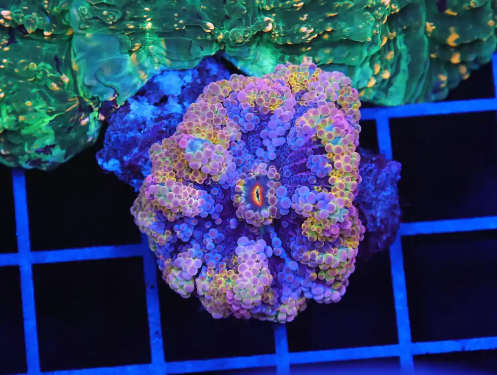 B20 -RAINBOW CONFETTI RICORDEA MUSHROOM