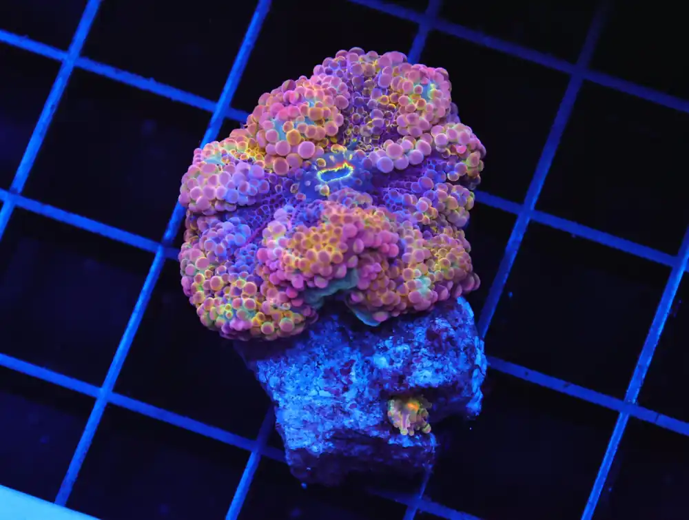 B34 -RAINBOW CONFETTI RICORDEA MUSHROOM
