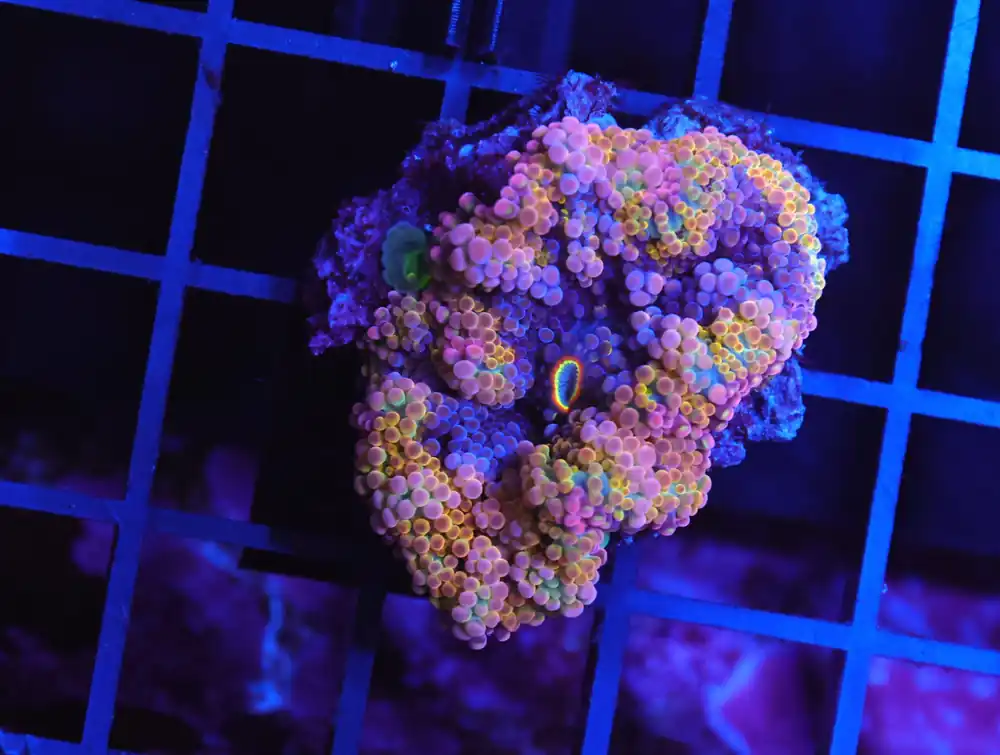B157 – RAINBOW CONFETTI RICORDEA MUSHROOM - Furnace B : Amazing variety of awesome corals every week!