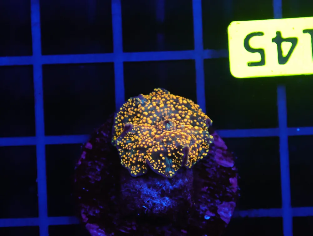 B145 – INTERSTELLAR DISCO MUSHROOM CULTURED - Furnace B : Amazing variety of awesome corals every week!