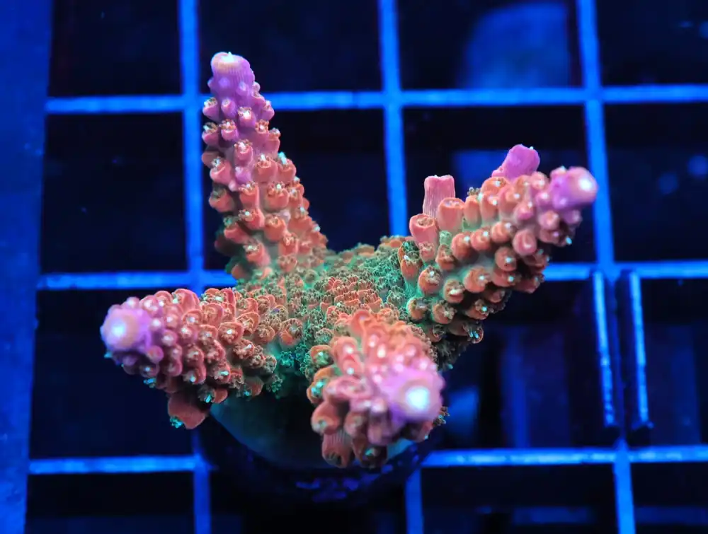 C134 – TSA EXPLOSIVE EMBER ACRO XL FRAG - Saltwater