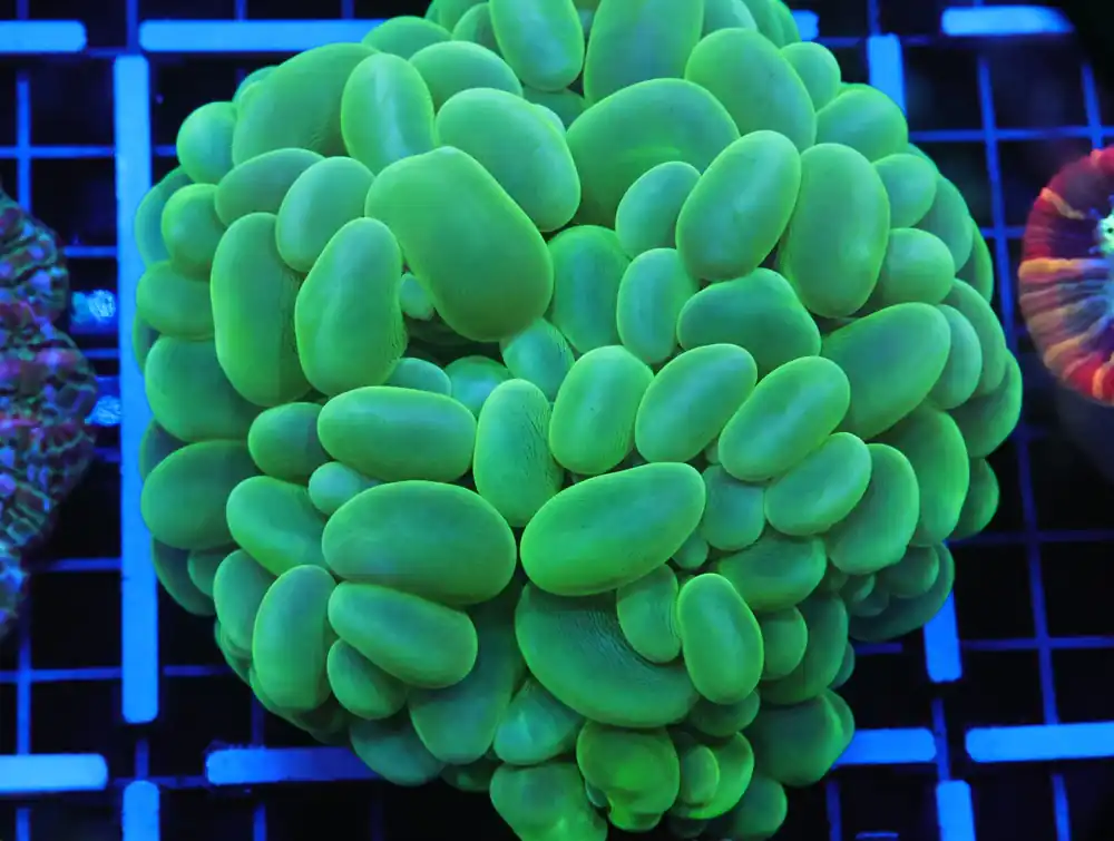 B84 -INDO RADIOACTIVE BUBBLE CORAL