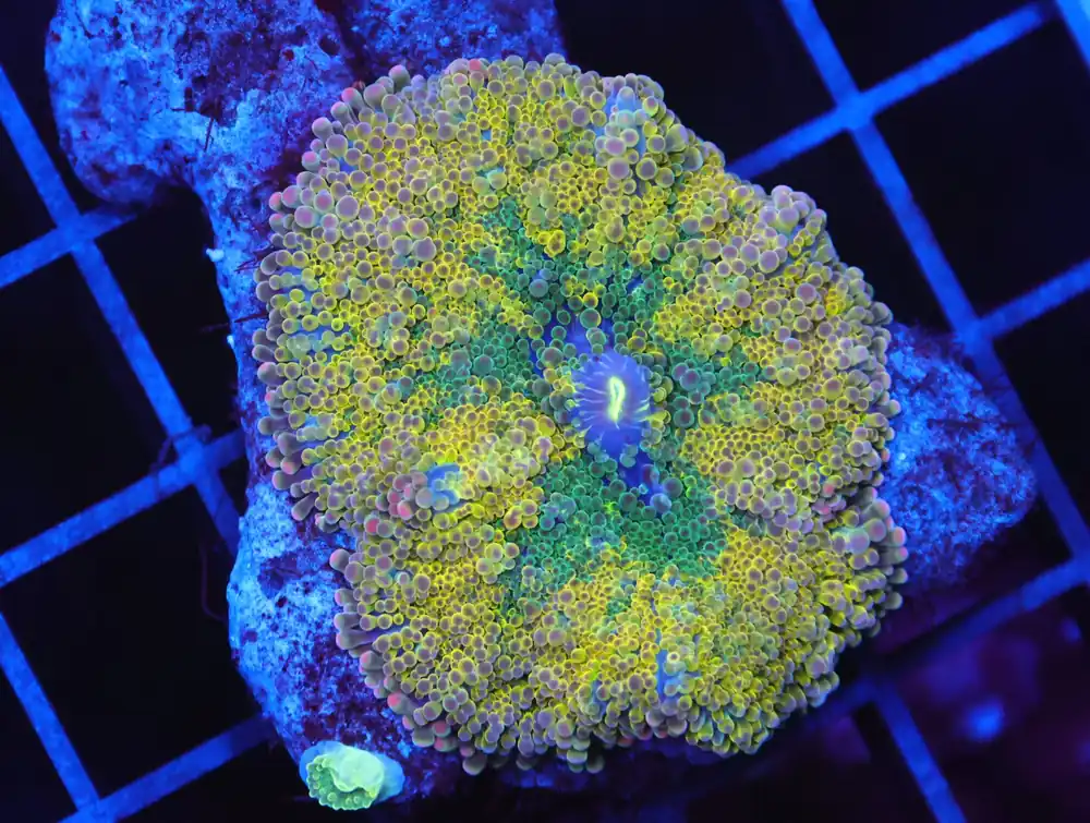 B92 -GOLDEN PRINCESS RICORDEA MUSHROOM