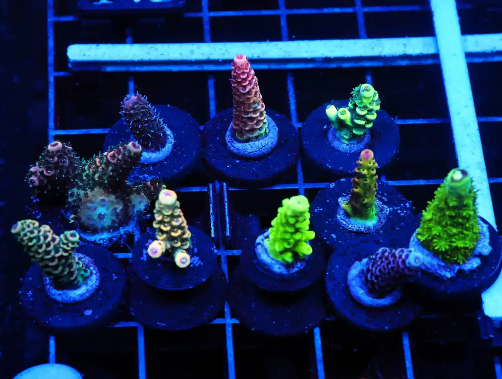C135 – SDC ACROPORA PACK 10 PC BASIC - Saltwater