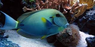 Maculiceps Tang Acanthurus maculiceps - Fish