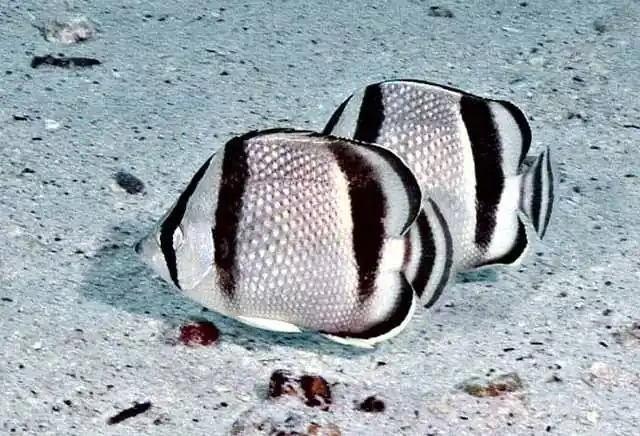 Threebanded Butterflyfish Costa Rica Chaetodon humeralis