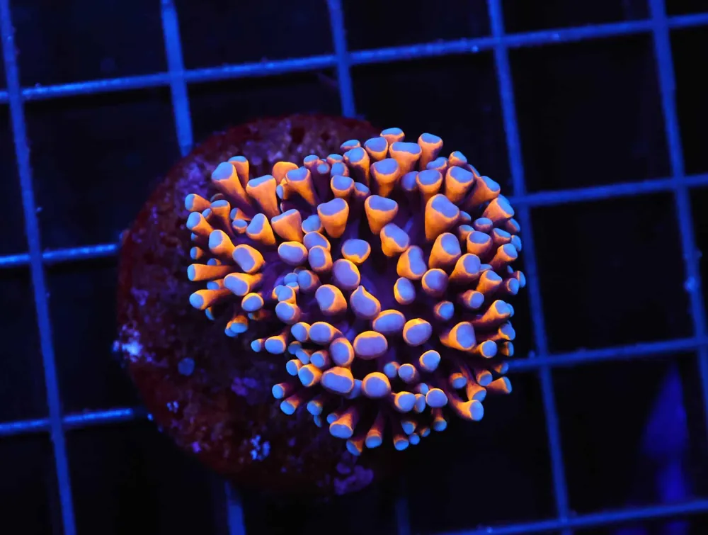 D47 – INDO HAMMER BRANCH TRUE HOLOGRAM 2 HEAD - Saltwater