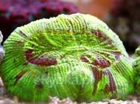 Brain Coral; Metallic; Australia – Trachyphyllia geoffroyi - Corals