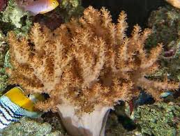 Colt Soft Coral – Alcyonium sp. w/ Scleractinia - Corals