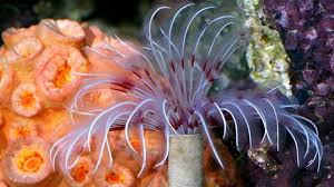 Feather Duster; Red / Pink – Sabellastarte sp. - Invertebrates