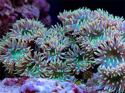 Duncanops: Green; Australia - Ducanopsammia axifunga