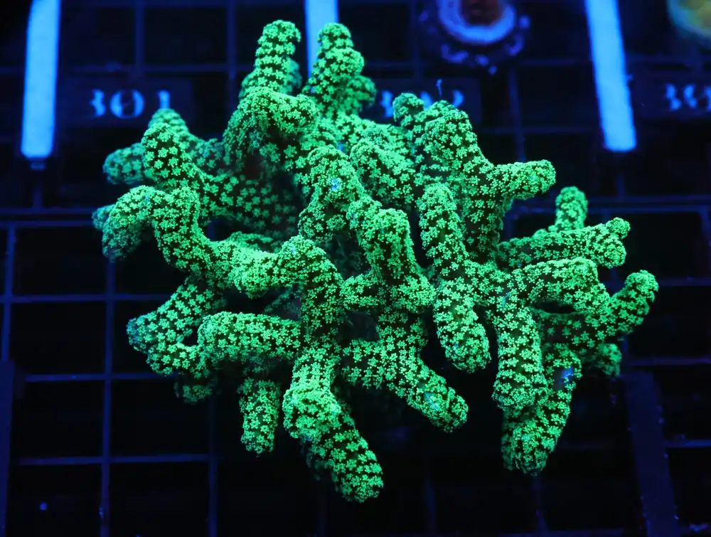 C293 – SDC SCREAMING GREEN XLG FRAG - Saltwater