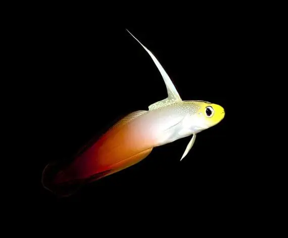 Firefish Goby Nemateleotris magnifica