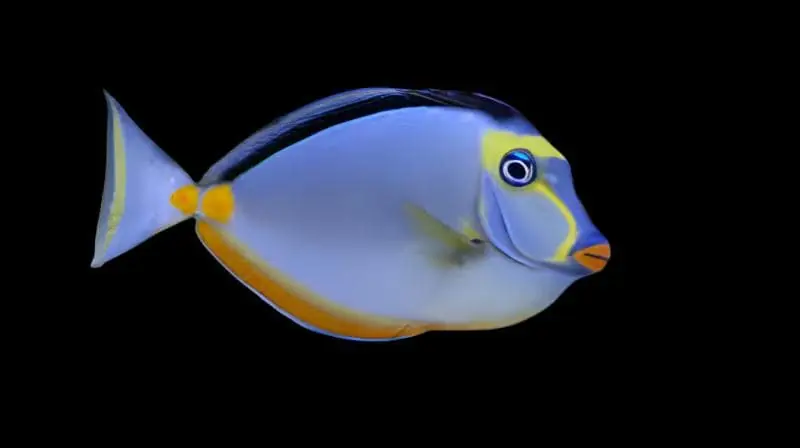 Naso Tang Naso lituratus - Fish