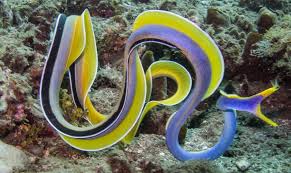 Ribbon Eel; Blue – Rhinomuraena quaesita - Fish