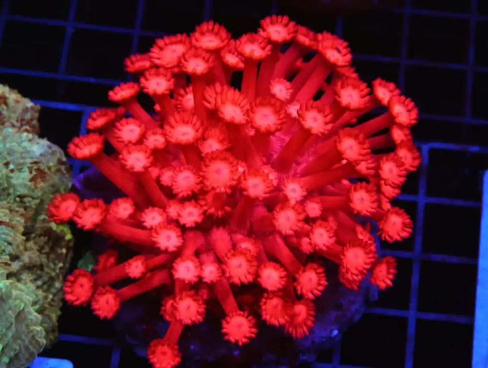 B24 -AUSSIE RED RIM SCOLYMIA AUSTRALIS