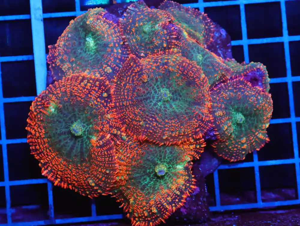 B02 -FOREST FIRE RHODACTIS MUSHROOM