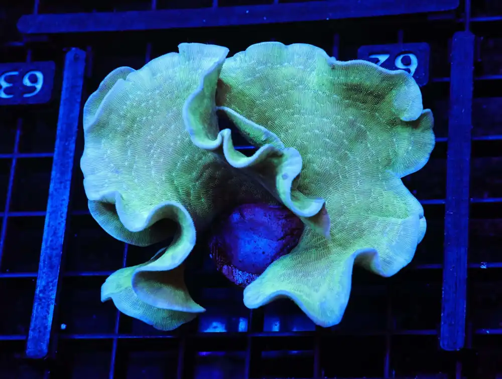 Mint Chip Pavona: Cultured - Pavona sp.