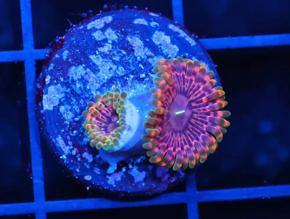 C220 – ALMOST WYSIWYG – CONDITIONED RED EYE FAVIA - Saltwater