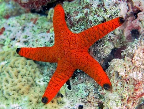 Marble Starfish; Red – Fromia sp. - Invertebrates