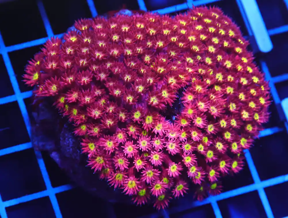 B08 -INDO SUNBURST GONIOPORA