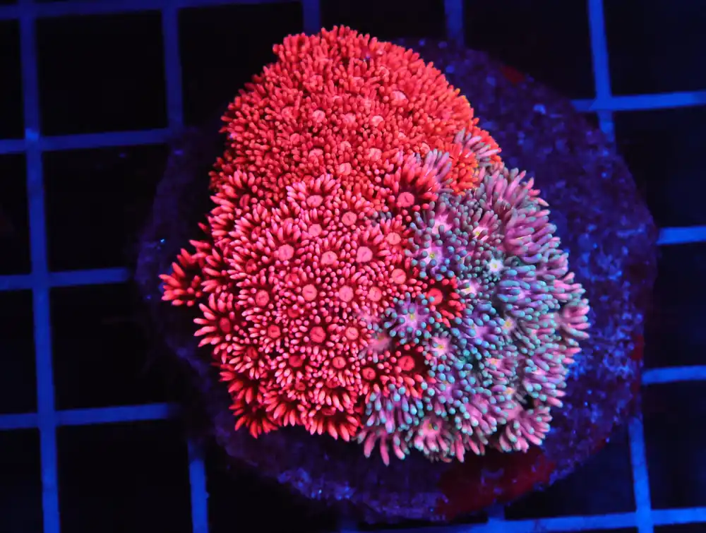 B04 -INDO TRICOLOR GONIOPORA